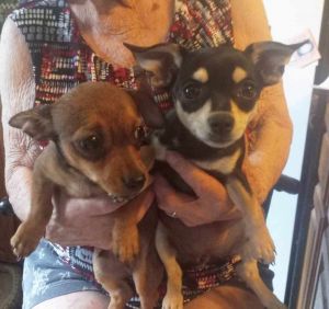 Chihuahuas for sale