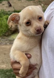 Chihuahua For Sale