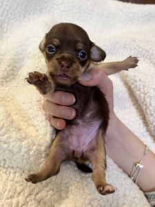 Selling chihuahua puppy