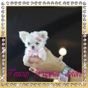 Tiniest Teacup Chihuahuas