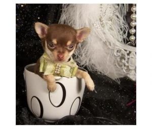 Beautiful Teacup Chihuahuas