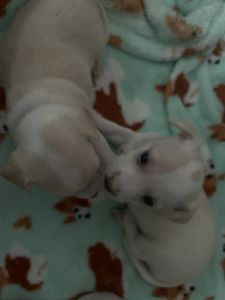 PUPPIES FOR SALE