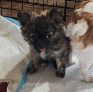 AKC Longcoat chihuahua B2