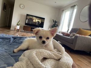 White and fawn long haired male chihuahua puppy