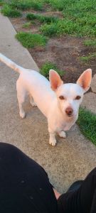 4year old chihuahua terrier