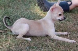 healthy chihuahua puppies ***