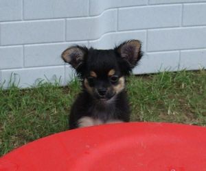 Two Chihuahua Pups Available Now
