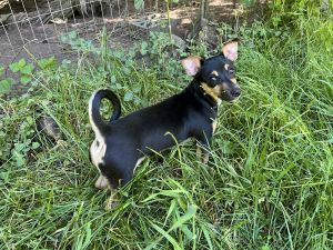 Chihuahua/Mini Pincher/Poodle