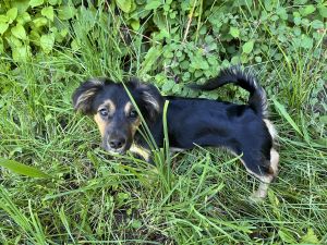 Chihuahua/Mini Pincher/Poodle