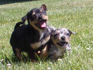 Chihuahua Mix Puppies