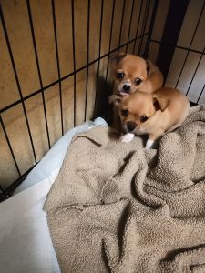 Male chihuha pupys 8 wks