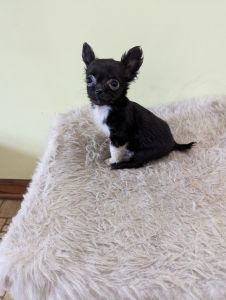 Female Chihuahua puppy