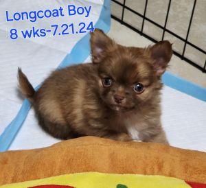 Longcoat Boy