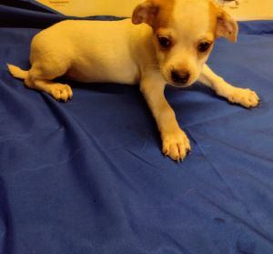3 male Chihuahuas in ocala