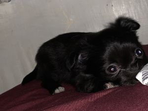 Chihuahua puppies