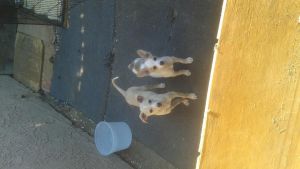 2 Female Chihuahua Puppies