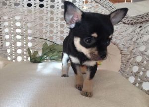 Gorgeous Black and Tan female Chihuahua