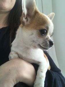 Bitch Chihuahua in need of a new home(4 months old)