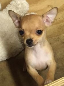 Chihuahua Puppies