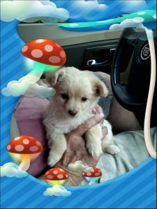 Long haired Chihuahua