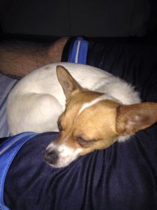 Jack Russell/ Chihuahua mix