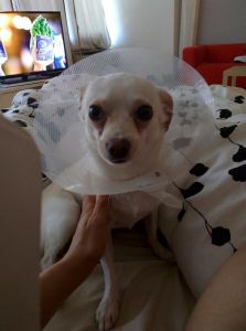 Adorable Chihuahua dog for Sale