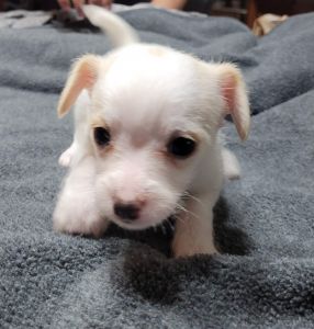 Chichuaha Morkiepoo mix