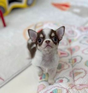 Purebred Chihuahua puppy for adoption