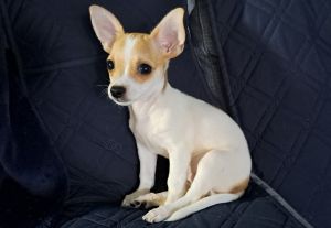 Male chihuahua puppy