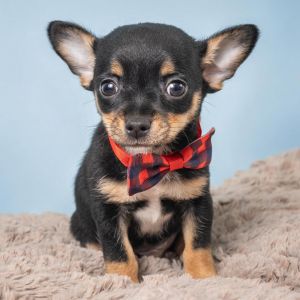 Beautiful Chihuahua puppy