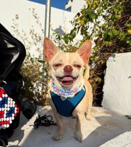 Charming Chihuahua looking for a new home