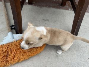 Chihuahua puppy