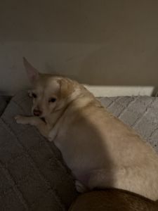 Free chihuahua to good home