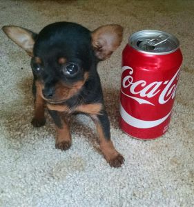 Micro Chihuahua/yorkie Female Puppy 11weeks