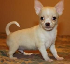 Extremely Beautiful Chihuahua Puppies For Sale