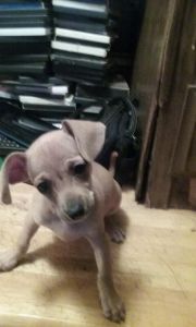 Male Chihuahua Puppy