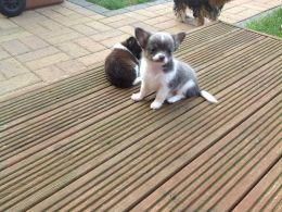 Male and female Chihuahua For Sale