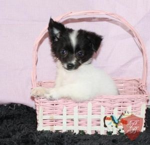Petunia Chihuahua Puppies Call At (***) *** ***8