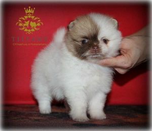 Kc Registered Miniature