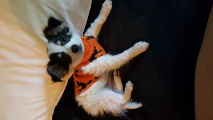 AKC REGISTERED MALE CHIHUAHUA LONG COAT