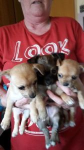 Chihuahua Puppies For Sale