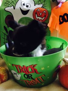 Long Coat Kc Reg Boy