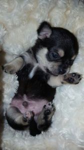 Absolutely Beautiful Micro Tiny Chihuahua Puppies