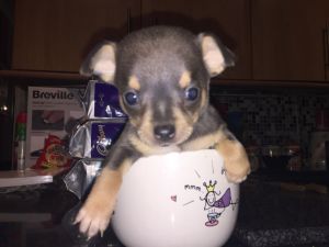 Beutifull Chihuahua Puppies