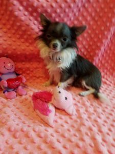 Chihuahua CKC Tiny Female