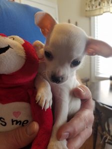 Chihuahua puppy male