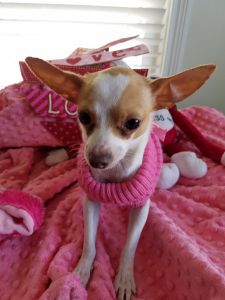 Chihuahua Female