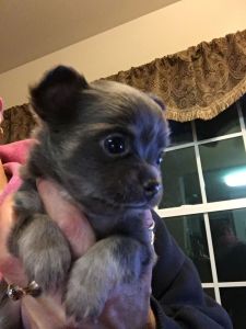 Rare Find, Deep Blue Beauty