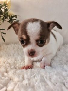 Dainty Small Kc Reg Choc & White Chihuahua Girl