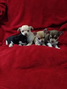 Smooth Coat Chihuahua Pups.